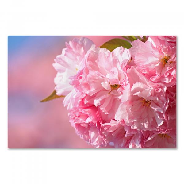 Nahaufnahme von rosa Kirschblüten vor einem verschwommenen Hintergrund.